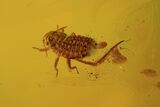 Fossil Fungas Gnat & Aphid In Baltic Amber #38897-2